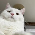 Avatar of Adeel Khan